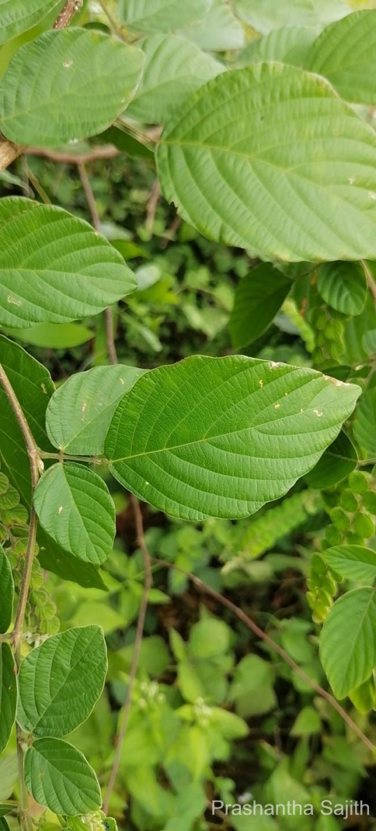 Phyllodium pulchellum (L.) Desv.